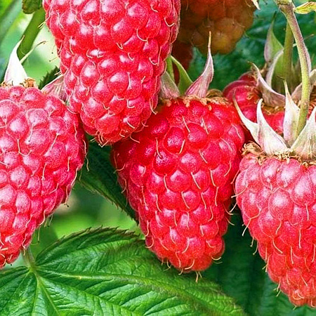 Фото Малина ремонтантная Недосягаемая