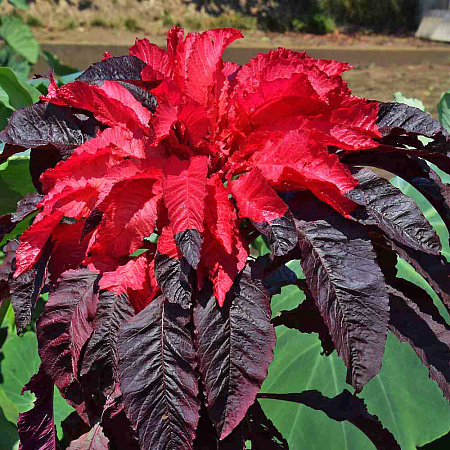 Фото Амарант трёхцветный Ранний великолепный