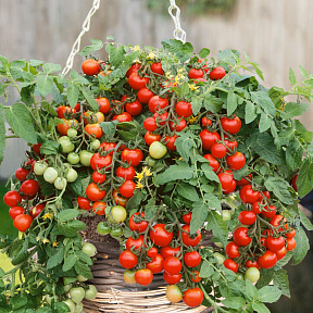 Помидор Пиноккио