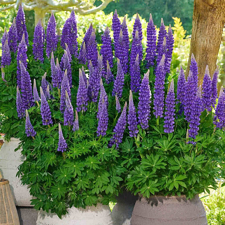 Фото Люпин Люпинова Лианна