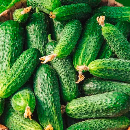 Фото Огурец Хлопчик F1