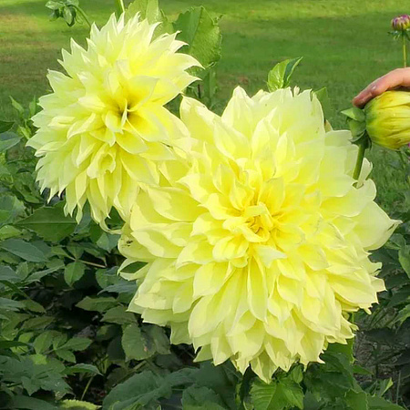 Фото Георгин крупноцветковый Келвин Флудлайт