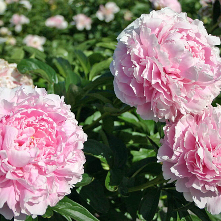 Фото Пион Сара Бернар