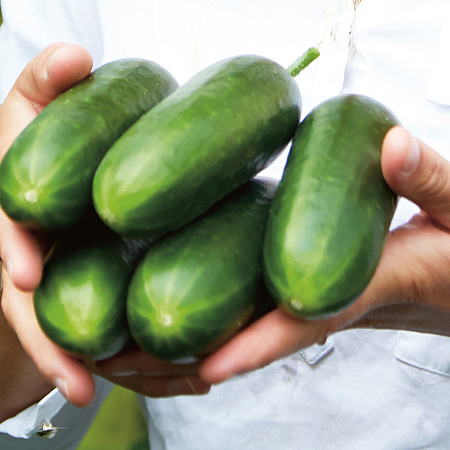 Фото Огурец Пиколино 5шт