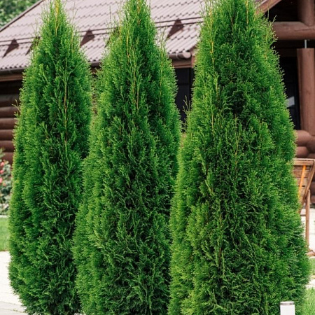 Фото Туя западная Смарагд
