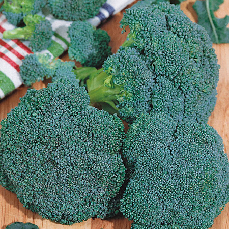 Фото Капуста брокколи Хронос F1 12шт