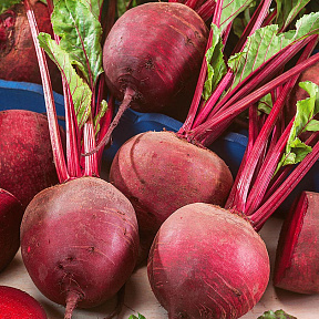 Свёкла Елизавета F1