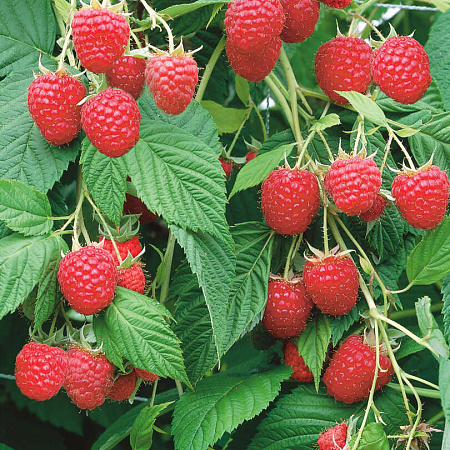 Фото Малиновое дерево Крепыш