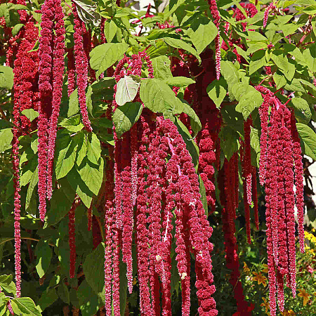 Фото Амарант хвостатый Красный