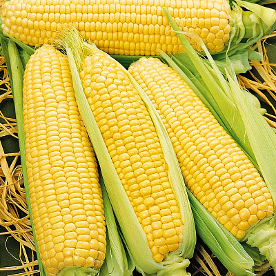 Кукуруза Спирит 10шт