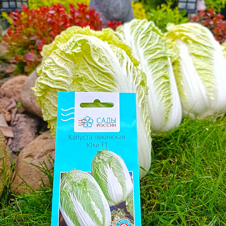Фото Капуста пекинская Юки F1