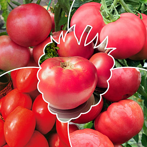 Помидоры Малиновое чудо 2 серия