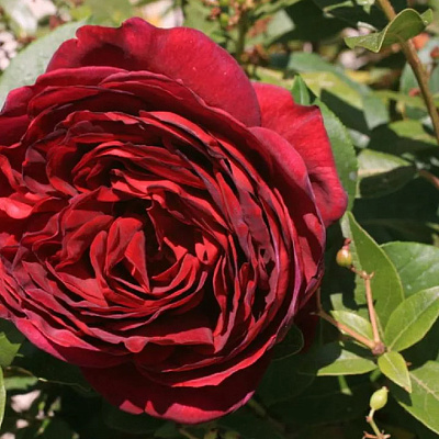 Роза шрабовая Графиня Астрид фон Харденберг