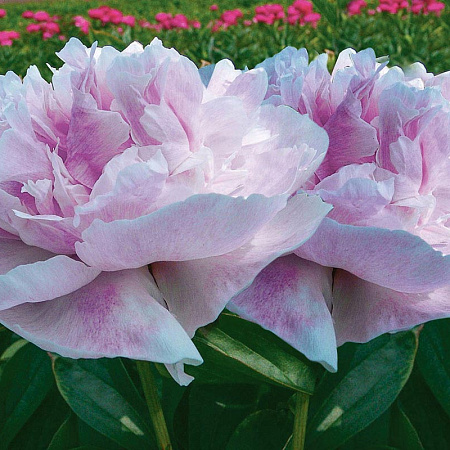 Фото Пион Сиинг Блю