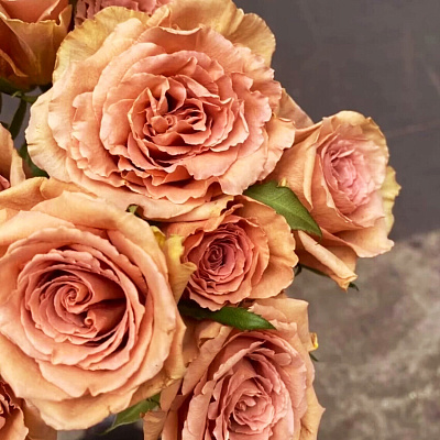 Роза пионовидная Тоффи