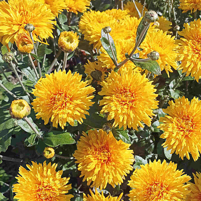 Хризантема корейская Скифское золото