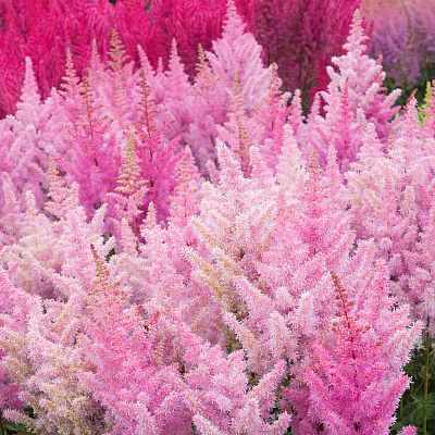 Астильба Айскрим