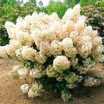 Гортензия метельчатая Бобо