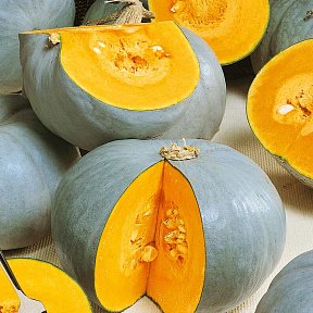 Тыква Волжанка F1