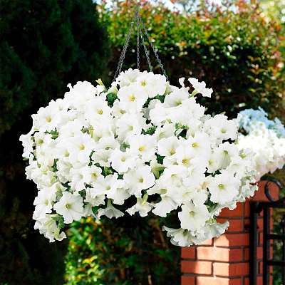 Петуния Суперкаскад Белая