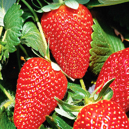 Фото Земляника садовая Мурано