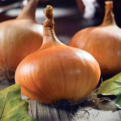 Лук-севок Штуттгартер Стенфилд