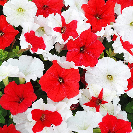 Фото Петуния Мираж Алёнушка набор