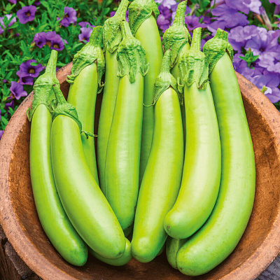 Баклажан Зелёная энергия F1