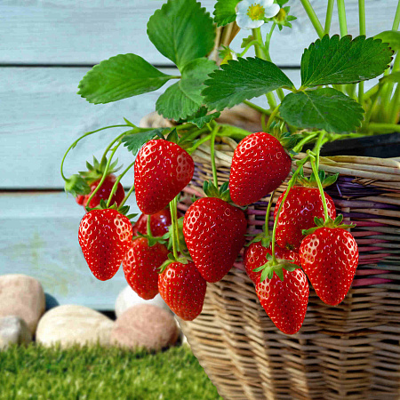 Фото Земклуника садовая Боярыня (в горшках)