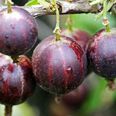 Крыжовник Нарядный