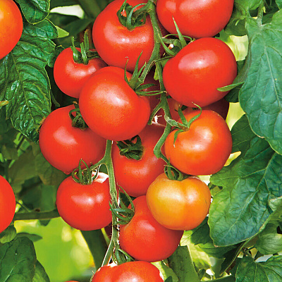 Помидор Софа