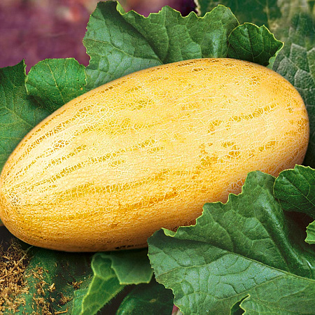 Фото Дыня Торпеда