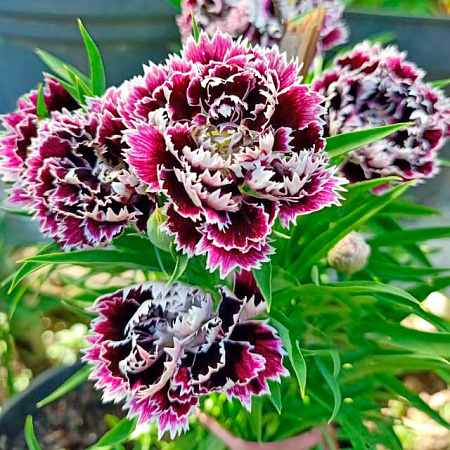 Фото Гвоздика Геддевига Чёрное и белое