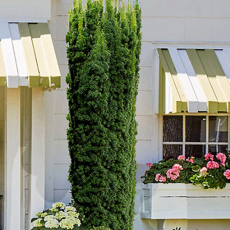 Фото Тис средний Хикси