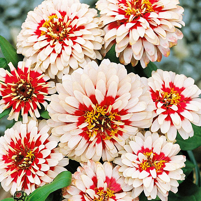 Цинния Сизл Кремовая вишня