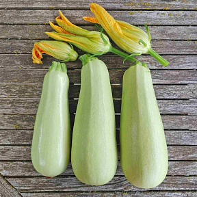 Кабачок Ариэль F1