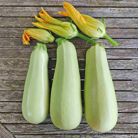 Фото Кабачок Ариэль F1