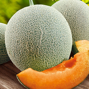 Дыня Карамель F1