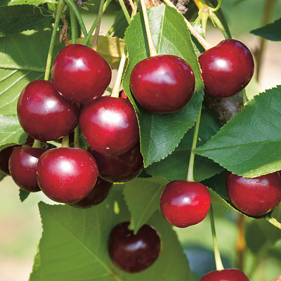 Вишня Владимирская