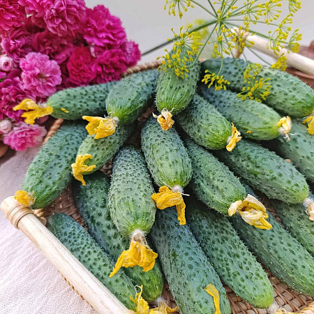 Фото Огурец Гилрой F1