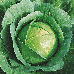 Капуста белокочанная Коронет F1 16шт