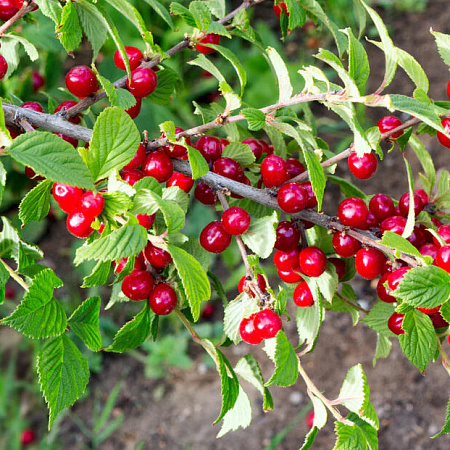 Фото Вишня войлочная Огонёк