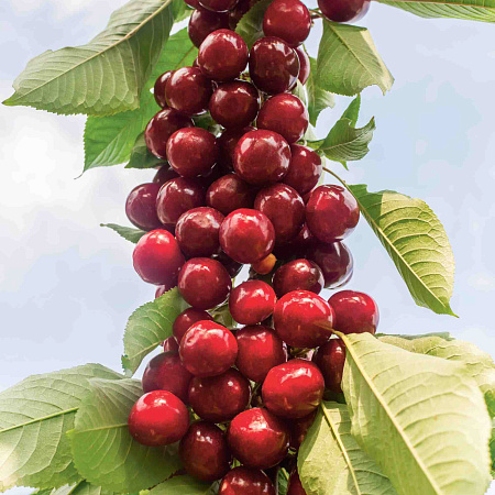 Фото Черешня колонновидная Сильва