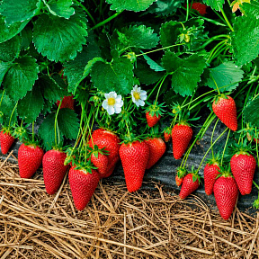 Земляника садовая Лючия