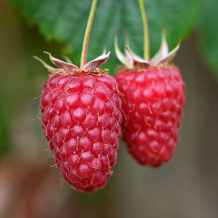 Фото Малина летняя Шонеман