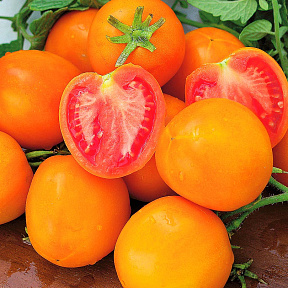 Помидор Златава