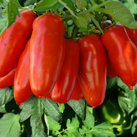 Фото Помидор Позано