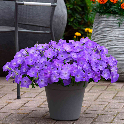 Петуния ампельная Изи Вэйф Лавендер Скай Блю