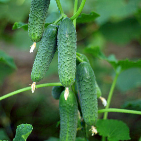 Огурец Ирлэнд F1 5шт