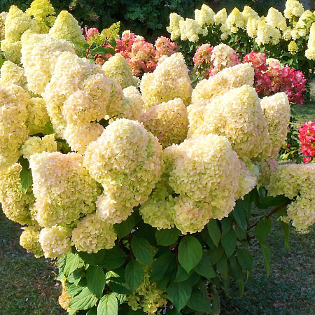 Фото Гортензия метельчатая Диамантино